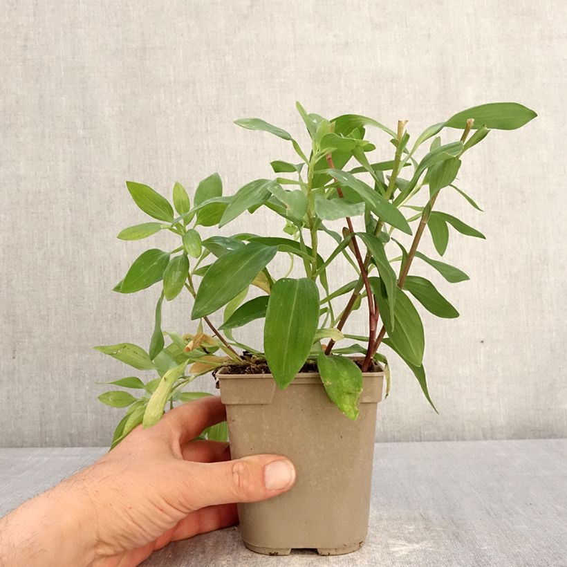 Exemplaar van Alstroemeria Majestic Chinon - Incalelie Pot van 1 l/1,5 l zoals geleverd in de lente