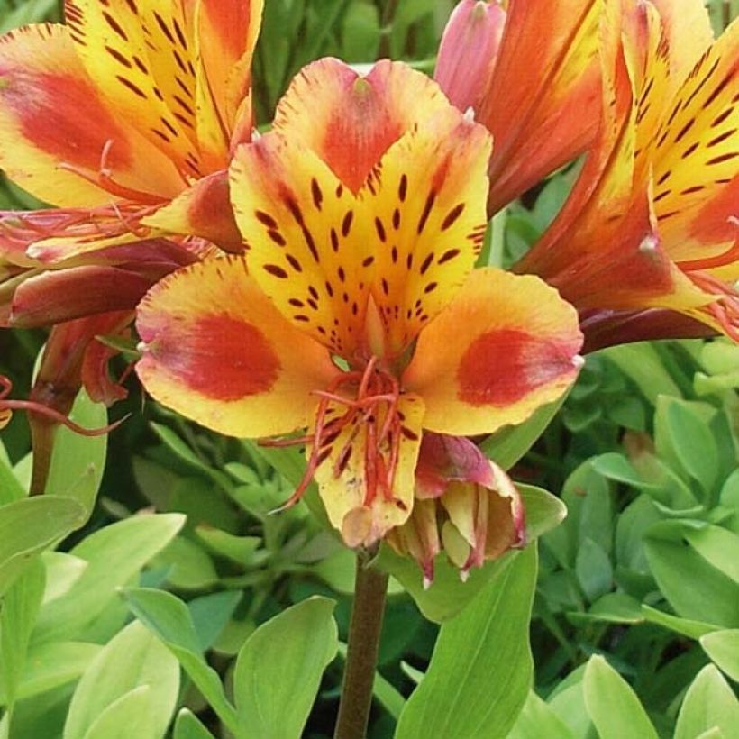 Alstroemère - Alstroemeria Inca Exotica (Bloei)