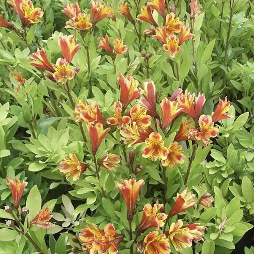 Alstroemère - Alstroemeria Inca Exotica (Groeiplaats)