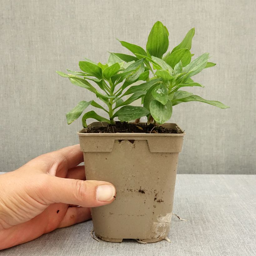 Exemplaar van Alstroemeria Pitchounes Charlotte - Incalelie Pot van 1 l/1,5 l zoals geleverd in de lente