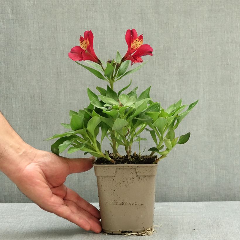 Exemplaar van Alstroemère Pitchounes Gaspard Pot van 1 l/1,5 l zoals geleverd in de zomer