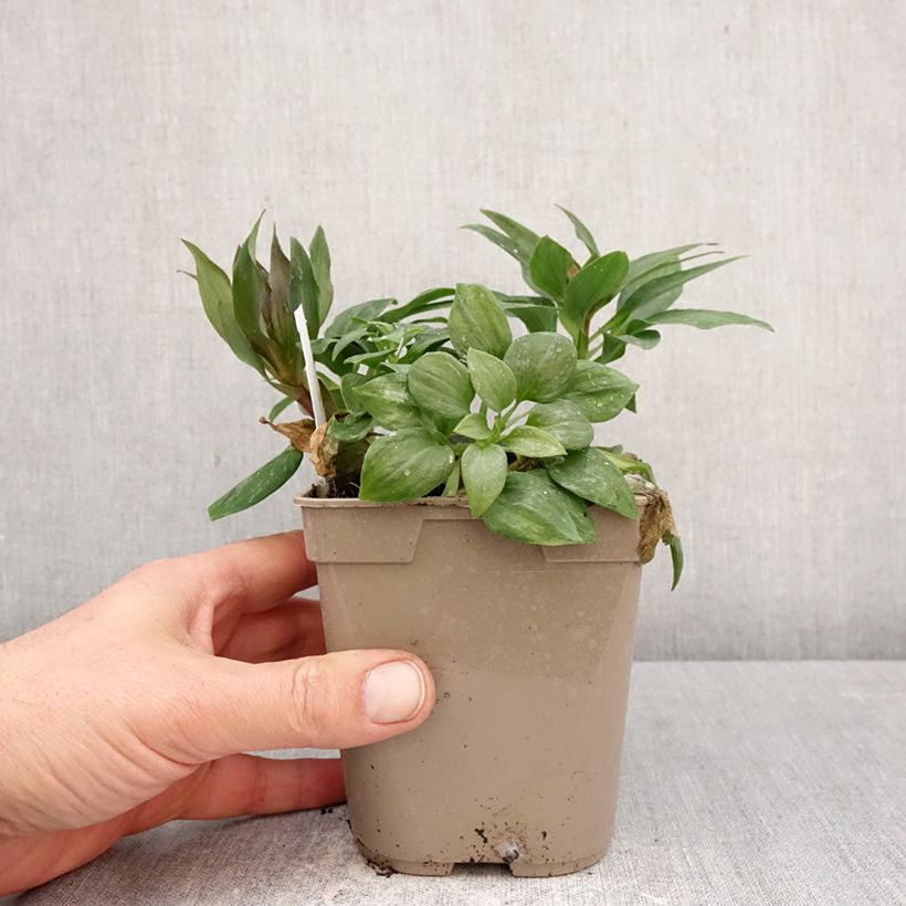 Exemplaar van Alstroemère Pitchounes Gaspard Pot van 1 l/1,5 l zoals geleverd in de lente