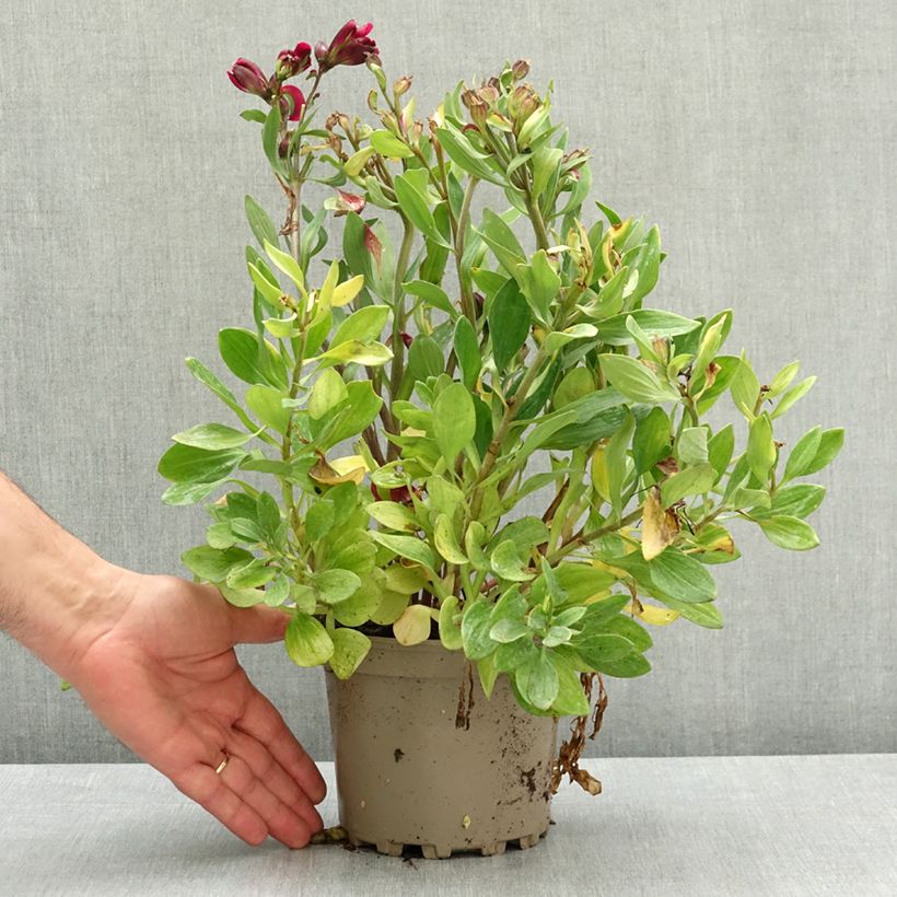 Exemplaar van Alstroemeria Pitchounes Leonie - Incalelie Pot van 2 l/3 l zoals geleverd in de lente