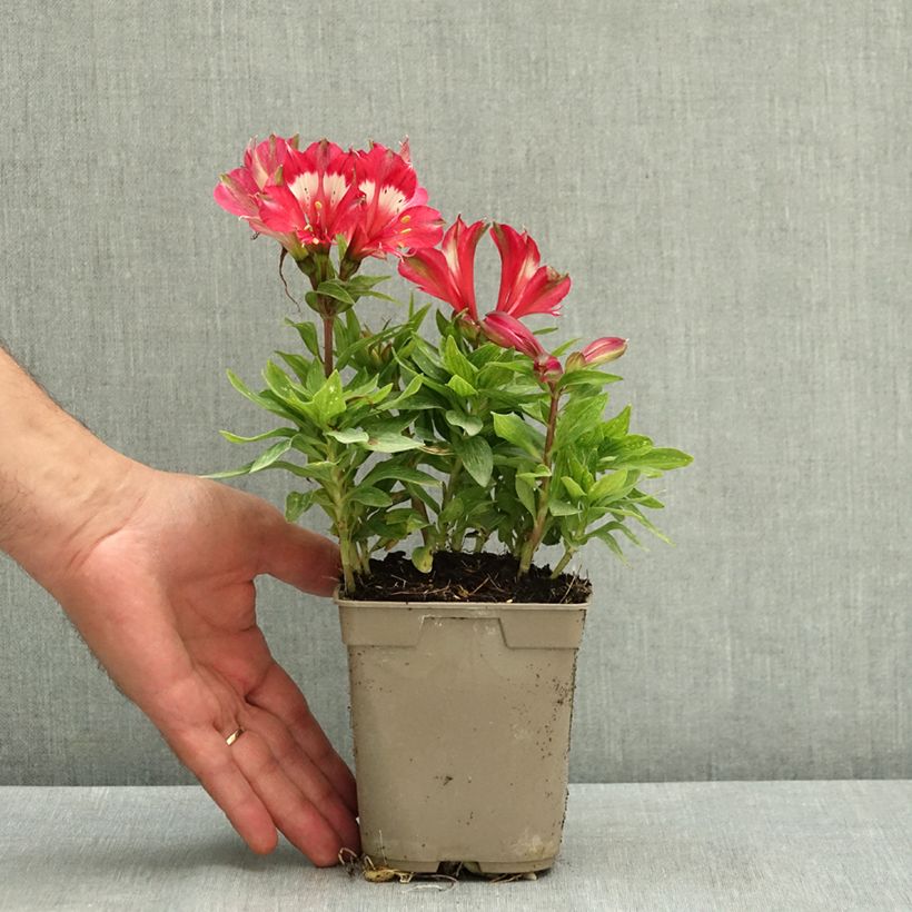 Exemplaar van Alstroemeria Pitchounes Lily Rose - Incalelie Pot van 1 l/1,5 l zoals geleverd in de zomer