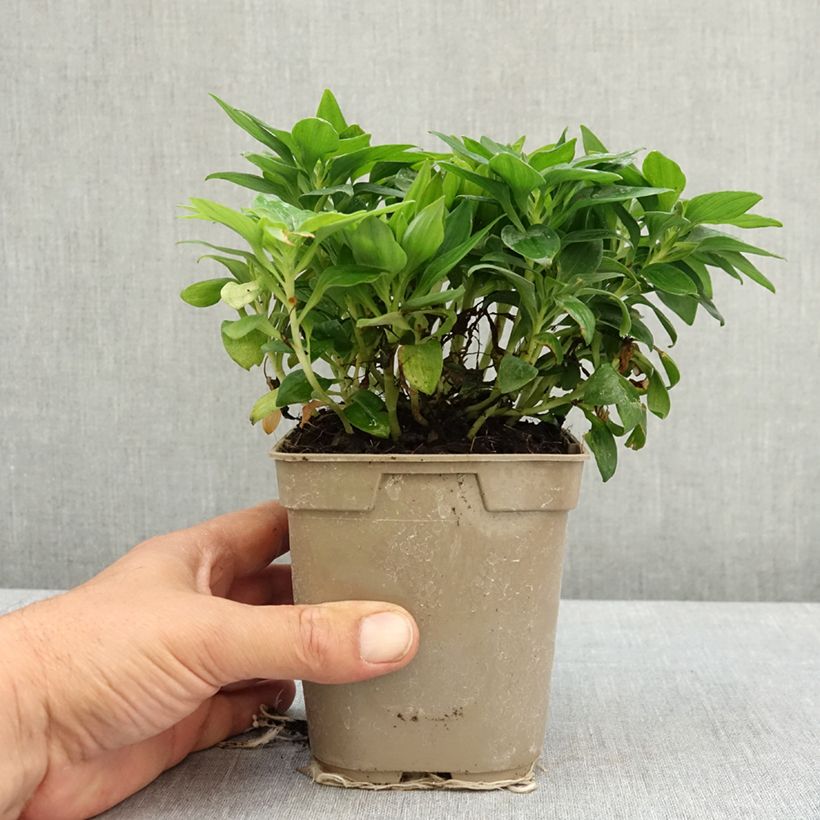 Exemplaar van Alstroemeria Pitchounes Lily Rose - Incalelie Pot van 1 l/1,5 l zoals geleverd in de lente