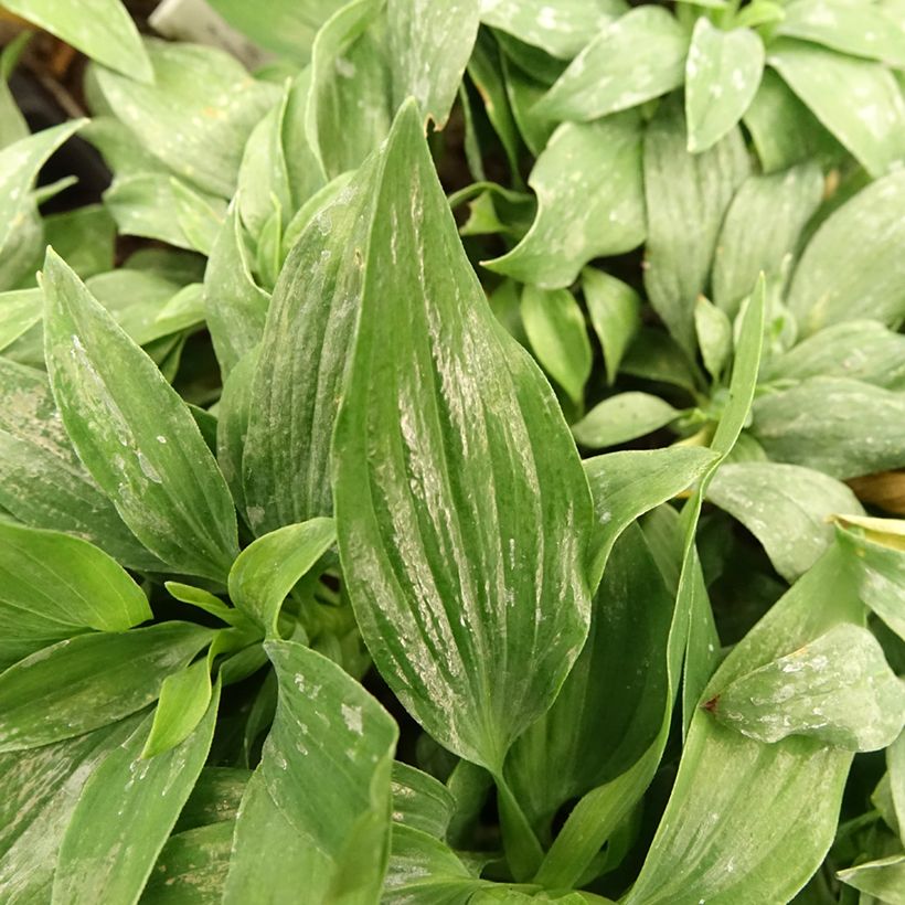Alstroemeria Pitchounes Lola - Incalelie (Blad)