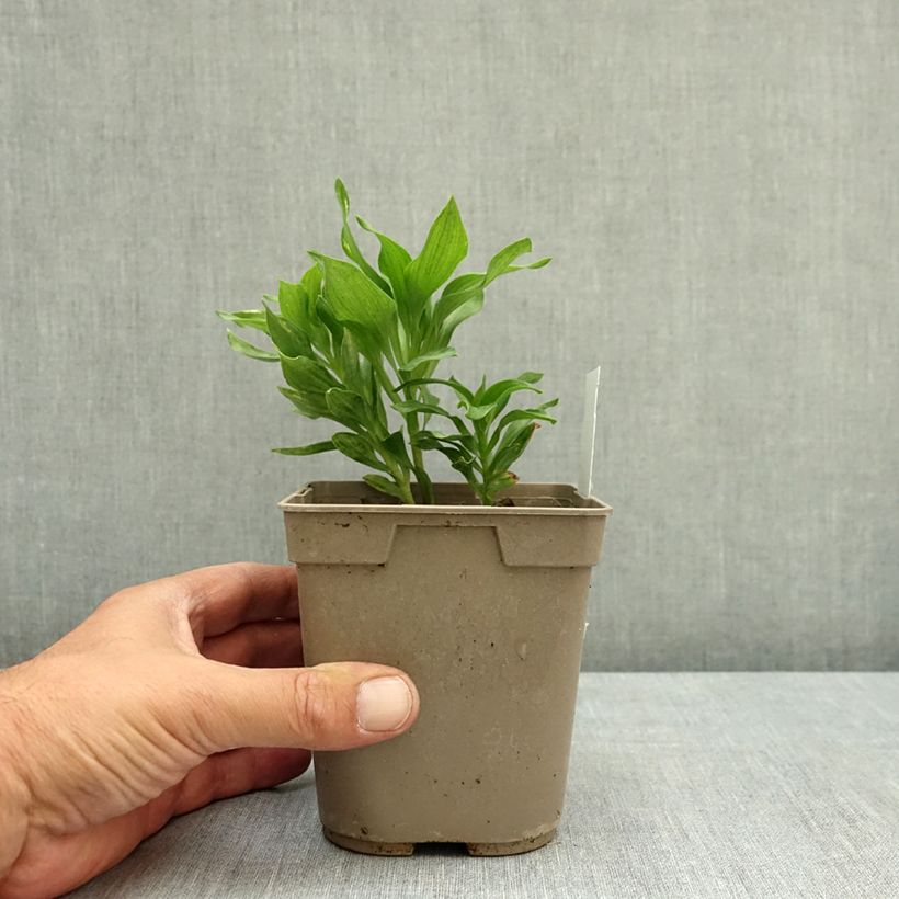 Exemplaar van Alstroemeria Pitchounes Lola - Incalelie Pot van 1 l/1,5 l zoals geleverd in de zomer