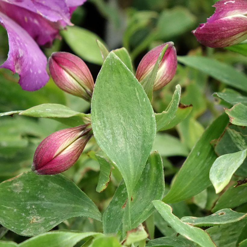 Alstroemeria Pitchounes Lucas - Incalelie (Blad)
