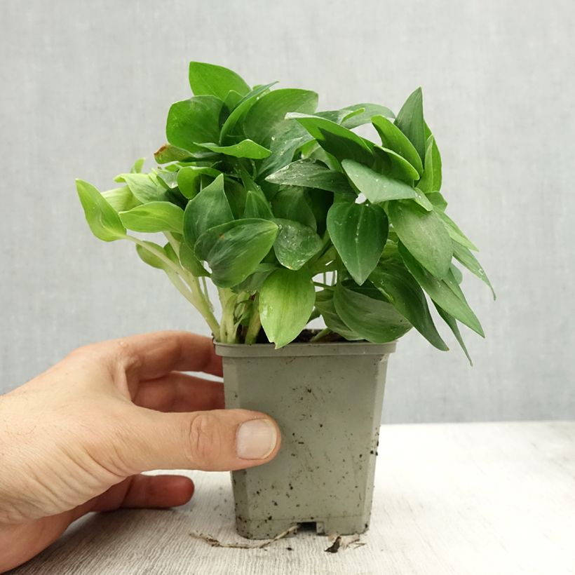 Exemplaar van Alstroemeria Pitchounes Noah - Incalelie Kweekpotje van 8/9 cm zoals geleverd in de herfst
