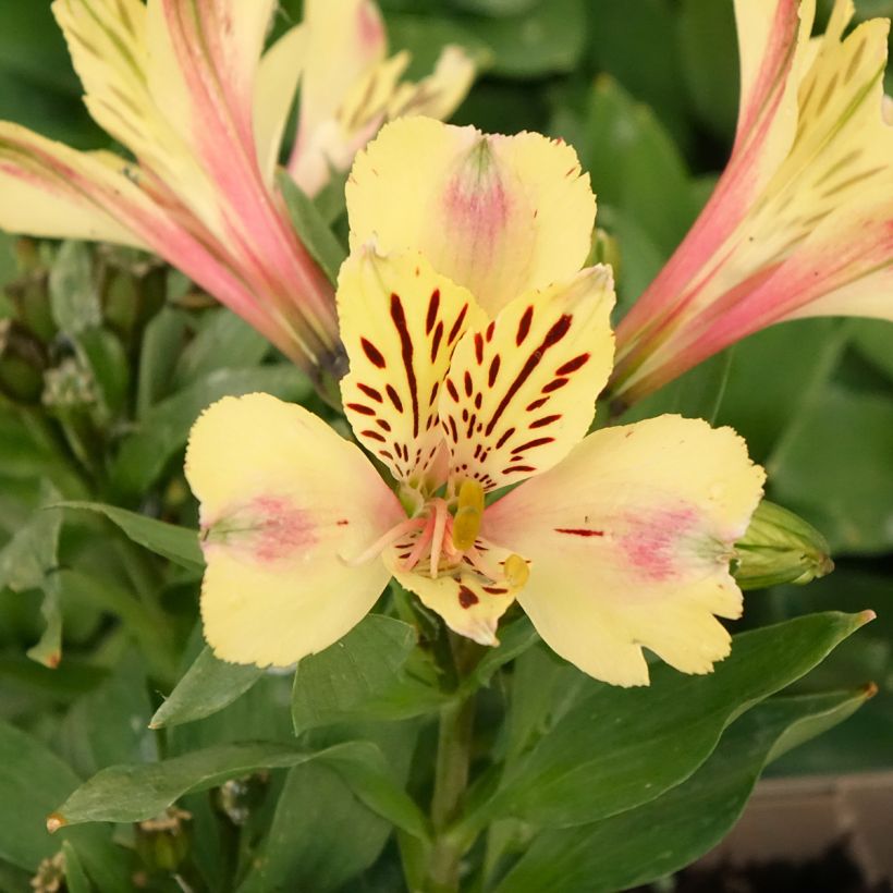 Alstroemeria Pitchounes Noah - Incalelie (Bloei)