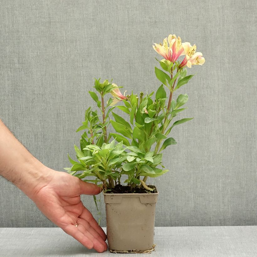 Exemplaar van Alstroemeria Pitchounes Noah - Incalelie Pot van 1 l/1,5 l zoals geleverd in de lente