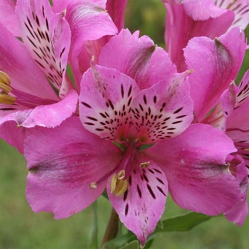 Alstroemeria Pitchounes Oceane - Incalelie (Bloei)
