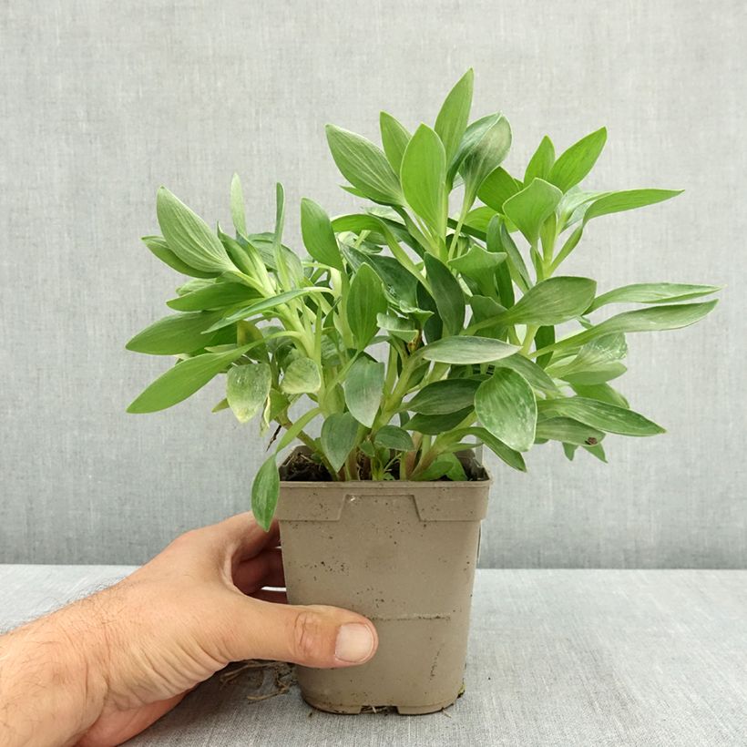 Exemplaar van Alstroemeria Pitchounes Oceane - Incalelie Pot van 1 l/1,5 l zoals geleverd in de zomer