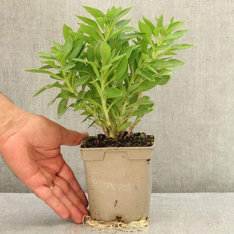 Exemplaar van Alstroemeria Pitchounes Rosie - Incalelie Pot van 1 l/1,5 l zoals geleverd in de zomer