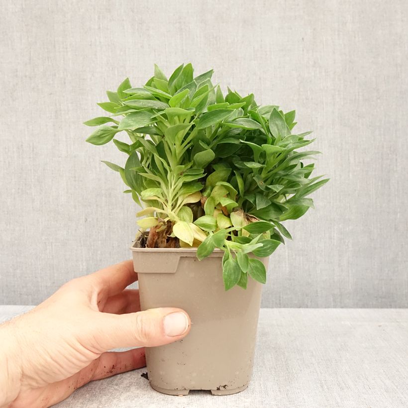 Exemplaar van Alstroemeria Pitchounes Rosie - Incalelie Pot van 1 l/1,5 l zoals geleverd in de lente