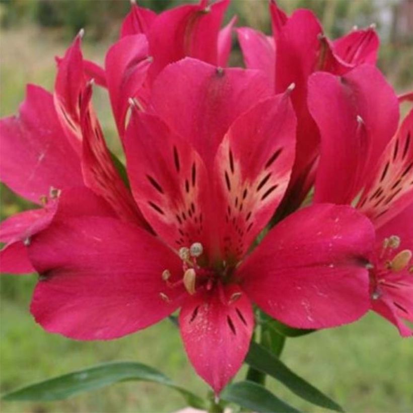 Alstroemeria Pitchounes Timoté - Incalelie (Bloei)