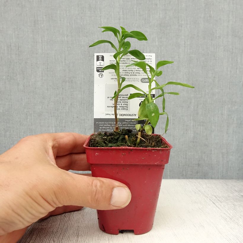 Exemplaar van Alstroemeria aurantiaca - Incalelie Kweekpotje van 8/9 cm zoals geleverd in de lente