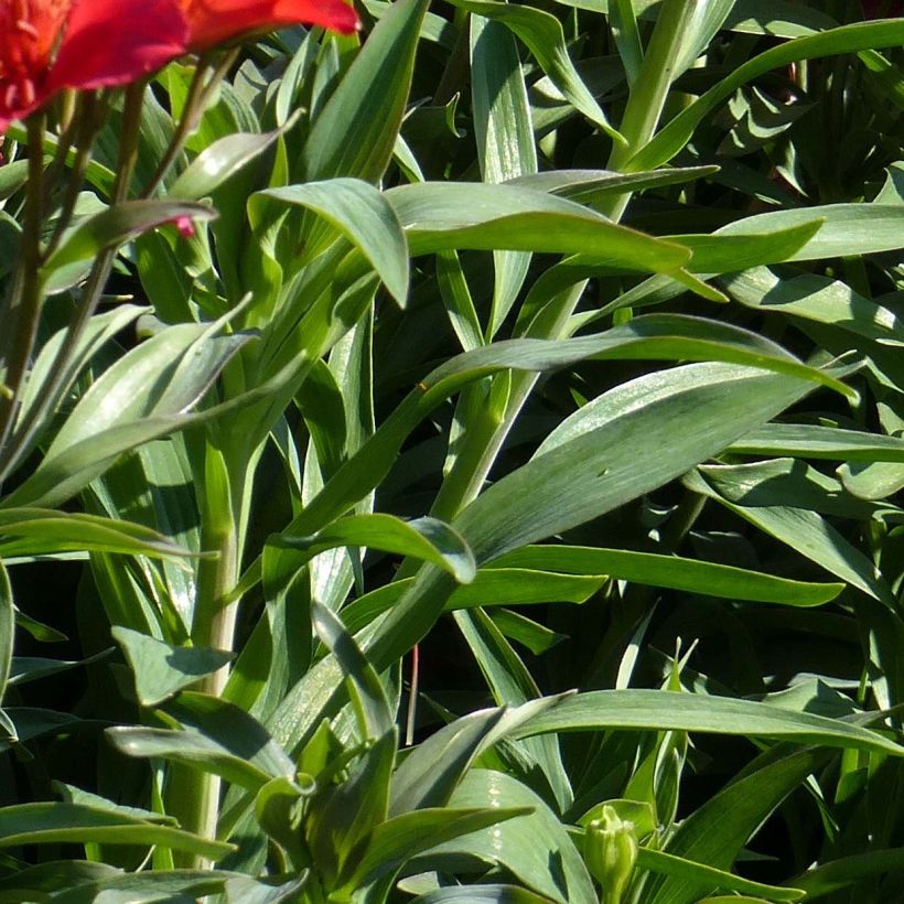 Alstroemeria Summer Paradise Summer Pepper - Incalelie (Foliage)