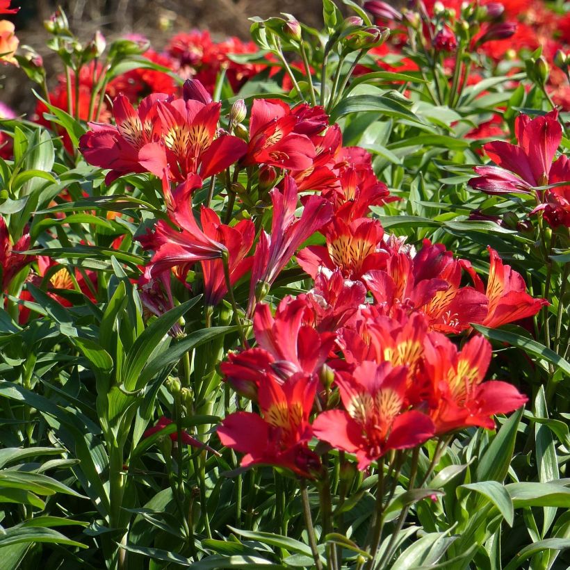 Alstroemeria Summer Paradise Summer Pepper - Incalelie (Flowering)