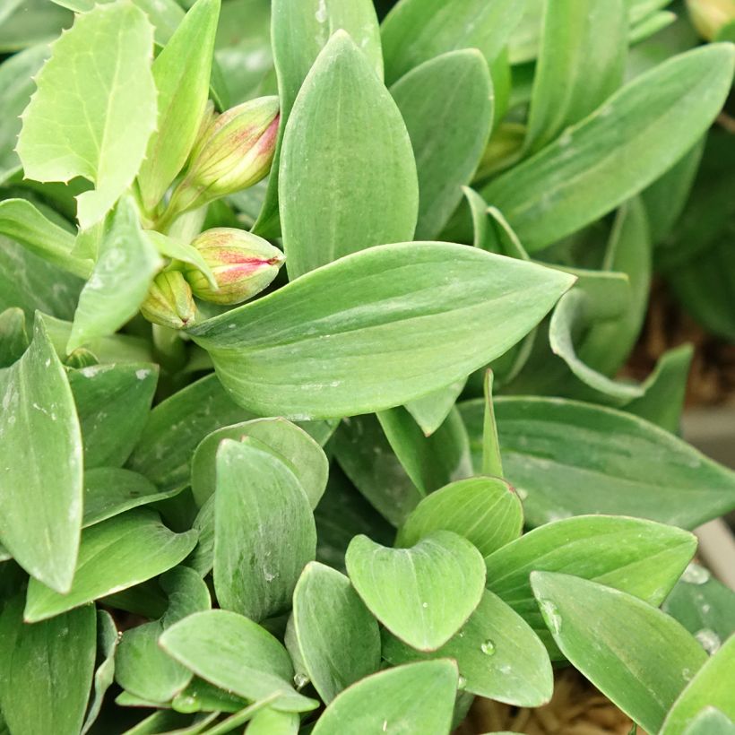 Alstroemeria Incalys Cherry - Incalelie (Blad)