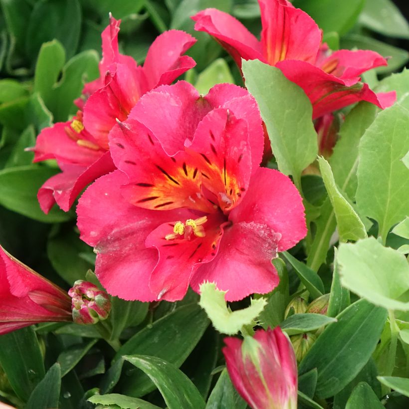 Alstroemeria Incalys Cherry - Incalelie (Bloei)