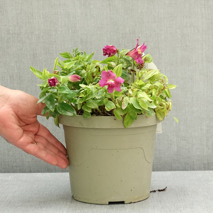 Exemplaar van Alstroemeria Incalys Purple - Incalelie Pot van 3 l/4 l zoals geleverd in de lente