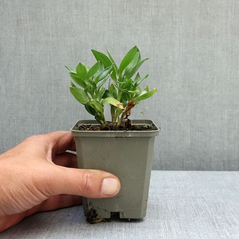 Exemplaar van Alstroemeria Incalys Salmon - Incalelie Kweekpotje van 8/9 cm zoals geleverd in de lente