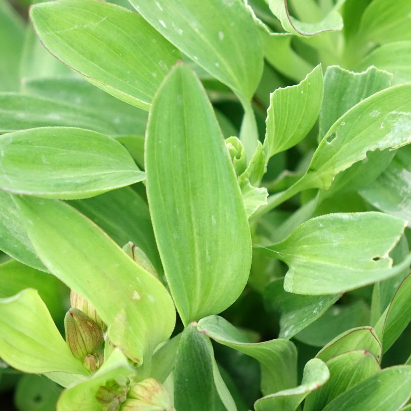 Alstroemeria Incalys Salmon - Incalelie (Blad)