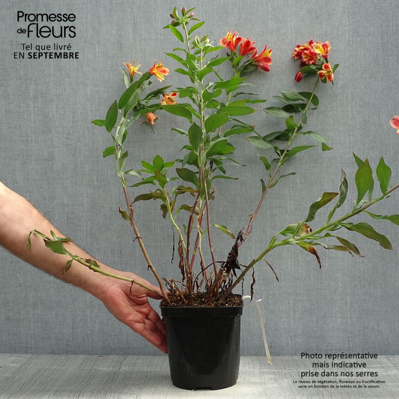 Exemplaar van Alstroemeria Indian Summer - Incalelie Pot van 2 l/3 l zoals geleverd in de herfst