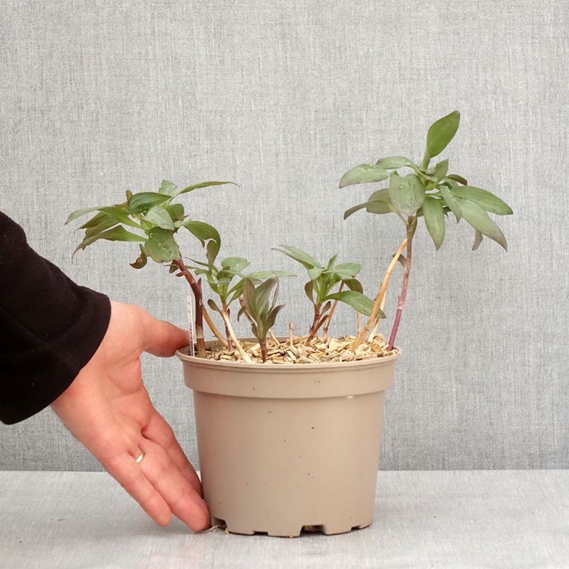 Exemplaar van Alstroemeria Indian Summer - Incalelie Pot van 2 l/3 l zoals geleverd in de winter