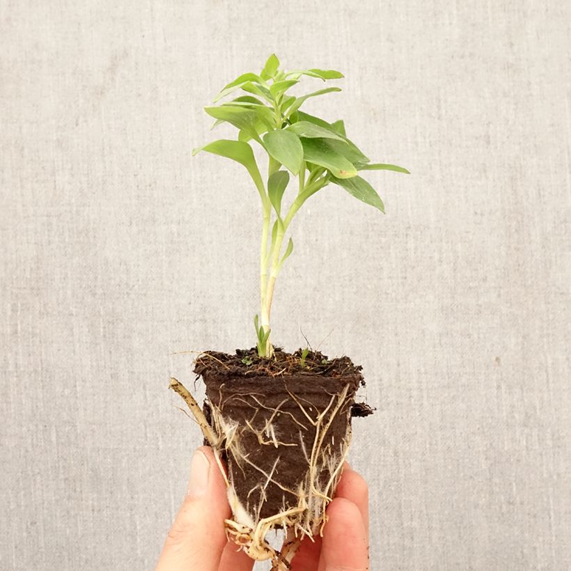 Exemplaar van Alstroemeria Inticancha Romance - Incalelie Wortelkluit van 4 cm x 4,5 cm zoals geleverd in de lente