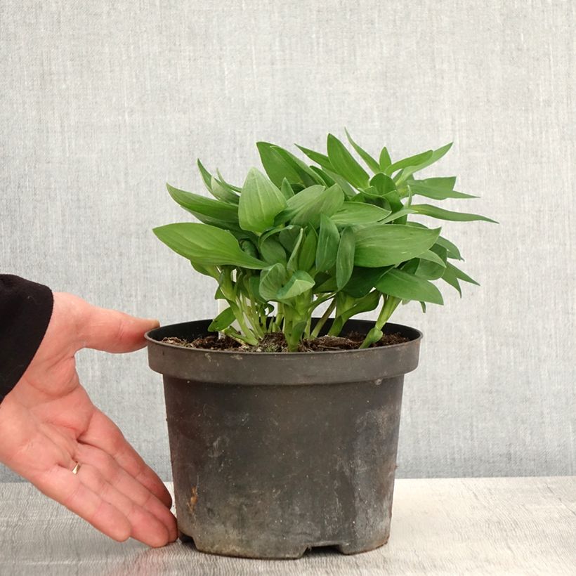 Exemplaar van Alstroemeria Inticancha White Pink Blush - Incalelie Kweekpotje van 8/9 cm zoals geleverd in de lente