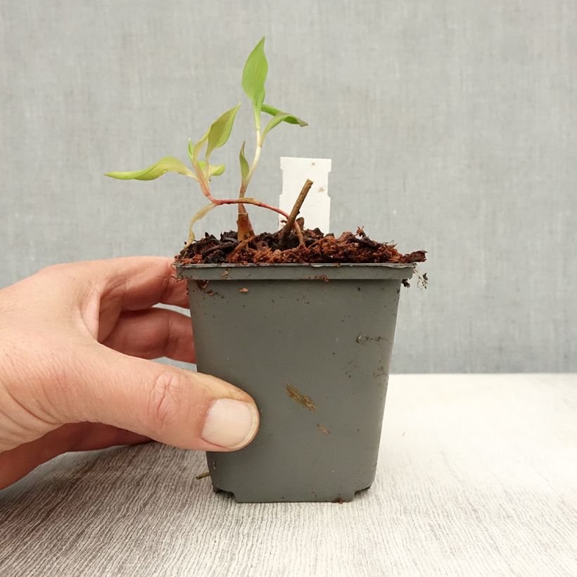 Exemplaar van Alstroemeria Mauve Majesty - Incalelie Kweekpotje van 8/9 cm zoals geleverd in de herfst