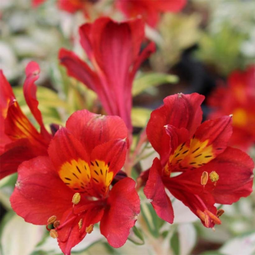 Alstroemeria Rockn roll - Incalelie (Bloei)
