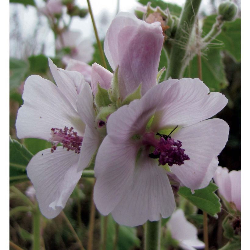 Althaea officinalis - Heemst (Bloei)