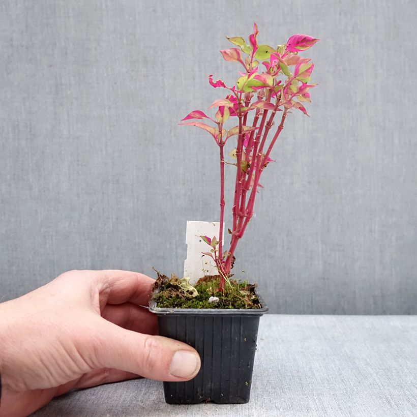 Exemplaar van Alternanthera Party Time Kweekpotje van 8/9 cm zoals geleverd in de winter