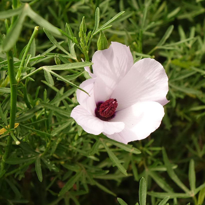 Alyogyne cuneiformis - Australische hibiscus (Bloei)