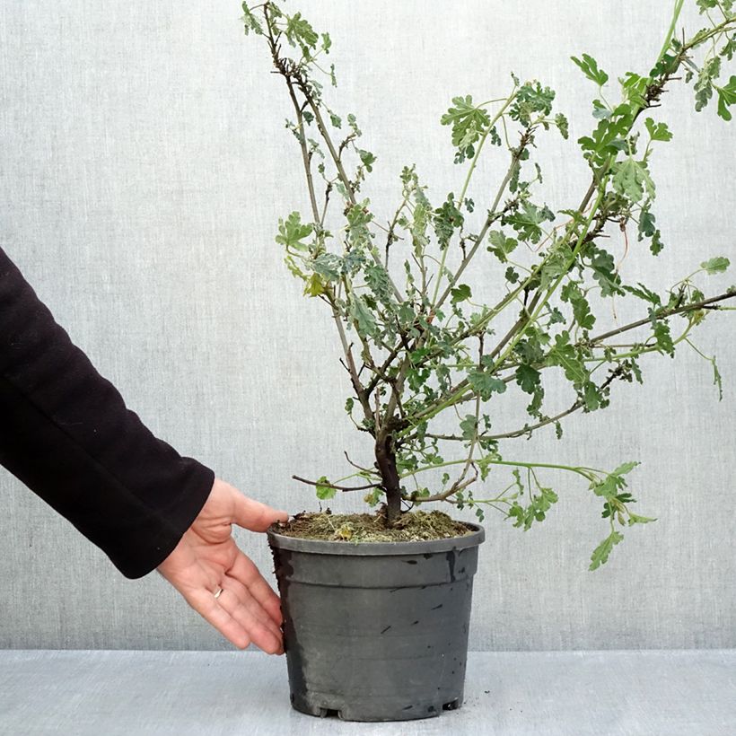 Exemplaar van Alyogyne huegelii Santa Cruz - Australische hibiscus Pot van 3 l/4 l zoals geleverd in de herfst