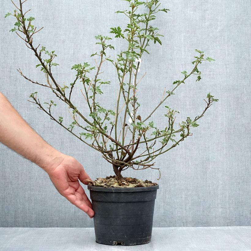 Example of Alyogyne huegelii Santa Cruz - Australische hibiscus Pot van 3 l/4 l as you get in ete