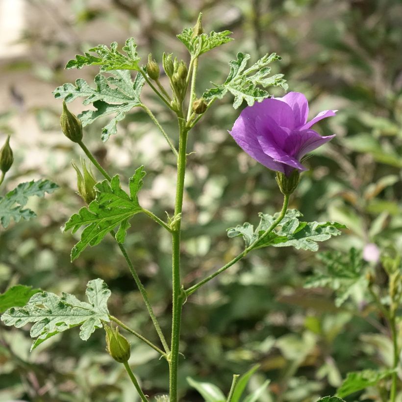 Alyogyne huegelii Santa Cruz - Australische hibiscus (Groeiplaats)