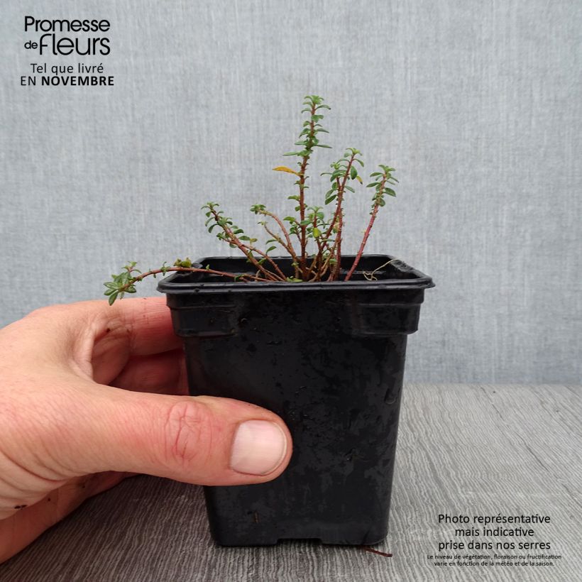Exemplaar van Alyssum argenteum - Schildzaad Kweekpotje van 7/8 cm zoals geleverd in de herfst