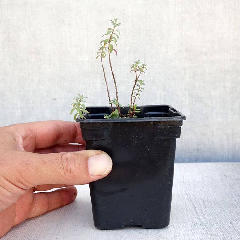 Exemplaar van Alyssum argenteum - Schildzaad Kweekpotje van 7/8 cm zoals geleverd in de zomer