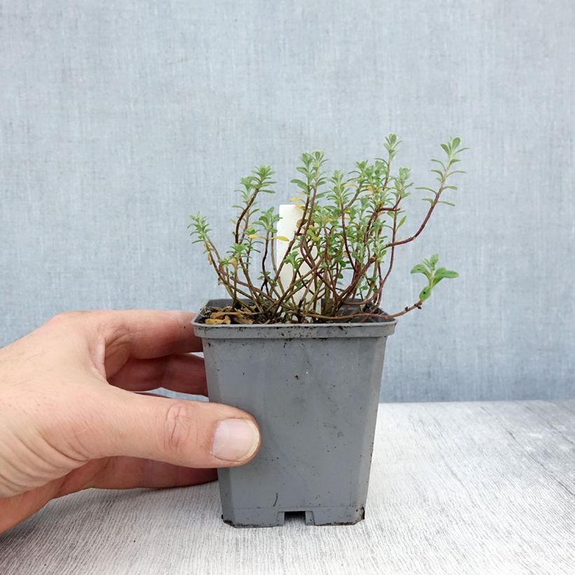 Exemplaar van Alyssum montanum Berggold - Schildzaad Kweekpotje van 8/9 cm zoals geleverd in de herfst