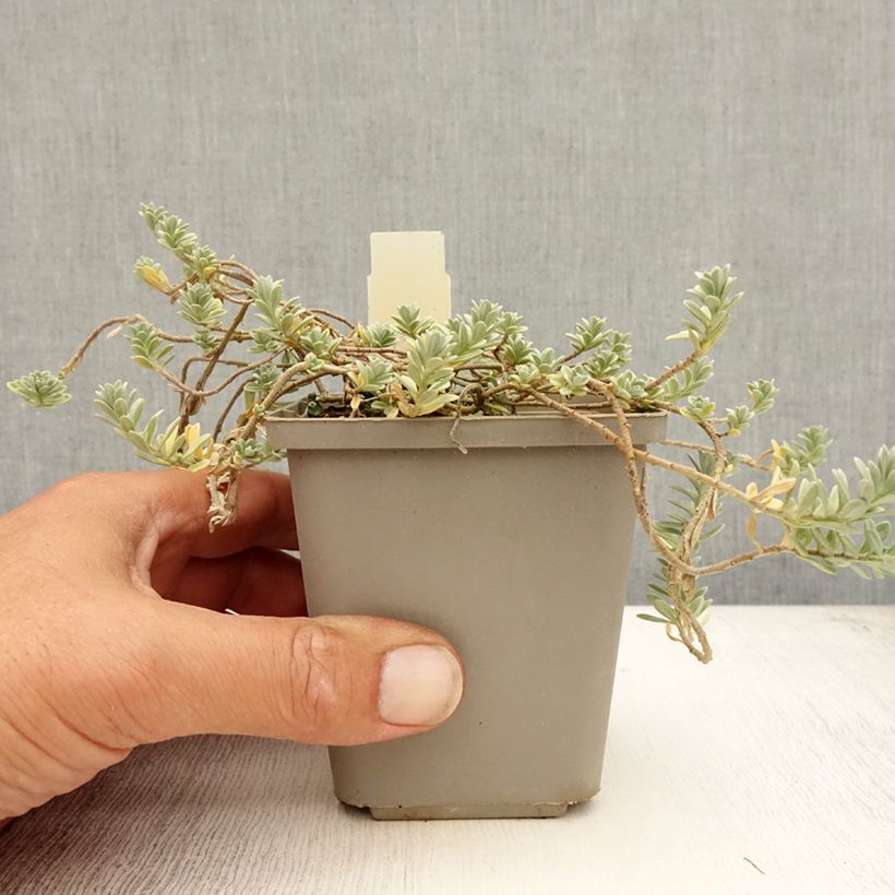 Exemplaar van Alyssum montanum Berggold - Schildzaad Kweekpotje van 8/9 cm zoals geleverd in de zomer
