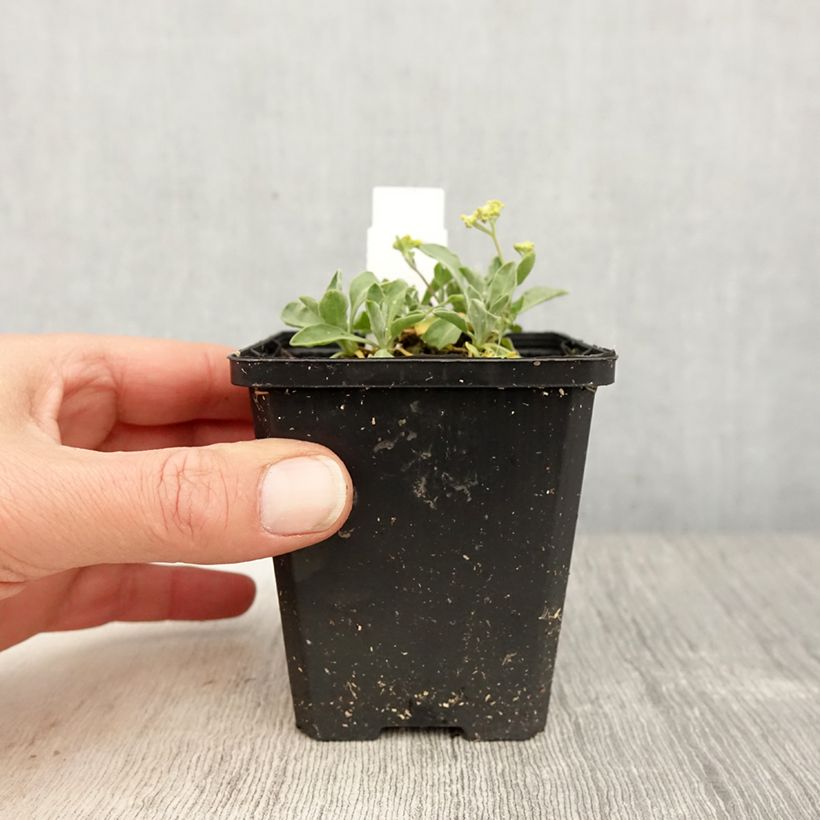 Exemplaar van Alyssum saxatilis Compactum - Rotsschildzaad Kweekpotje van 8/9 cm zoals geleverd in de lente