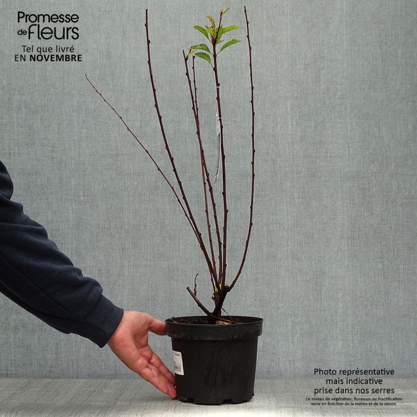 Exemplaar van Prunus triloba - Amandelboompje Pot van 2 l/3 l zoals geleverd in de herfst