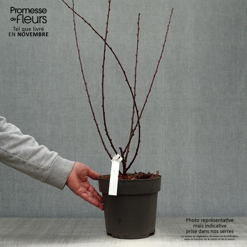Exemplaar van Prunus triloba - Amandelboompje Pot van 4 l/5 l zoals geleverd in de herfst