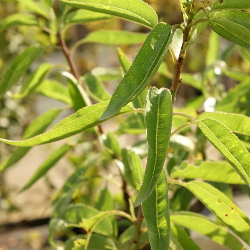 Amandelboom - Prunus dulcis (Blad)