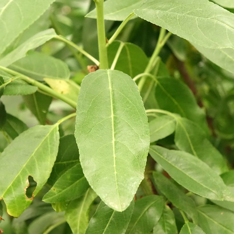 Amandelboom Desmayo Largueta (Blad)