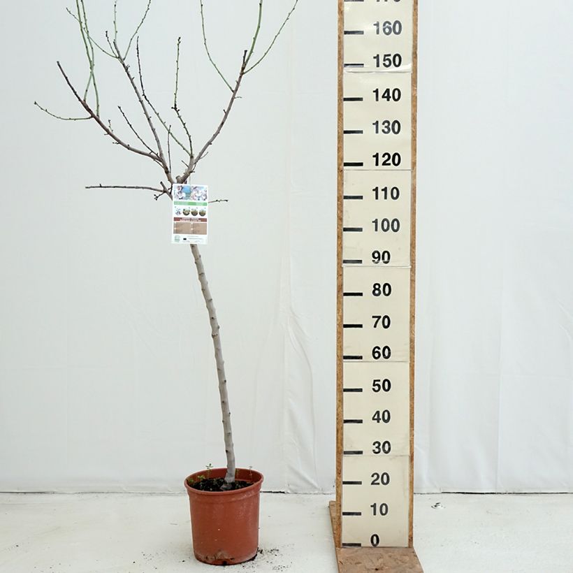Exemplaar van Amandelboom Desmayo Largueta Pot van 7,5 l/10 l, Half-hoge stam zoals geleverd in de herfst